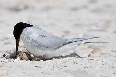Damara Tern on nest